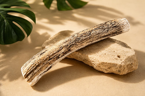 Maui axis deer antler chew 