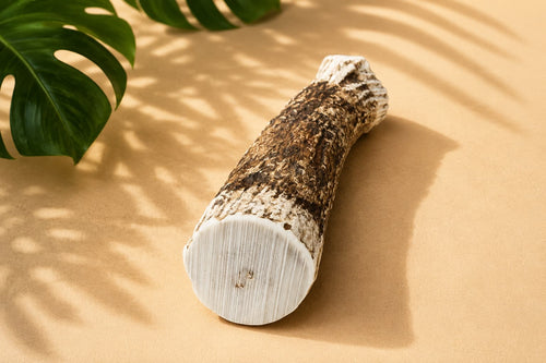 Maui axis deer antler chew on a sandy surface with a leaf in the corner