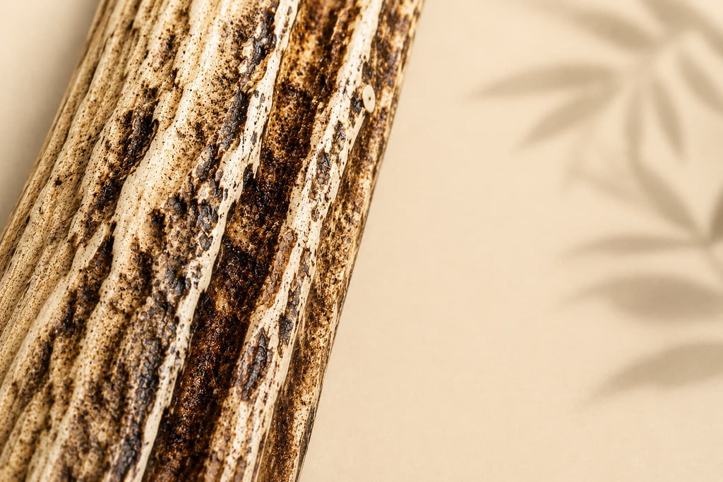 Close-up of a textured maui axis deer antler with a neutral background