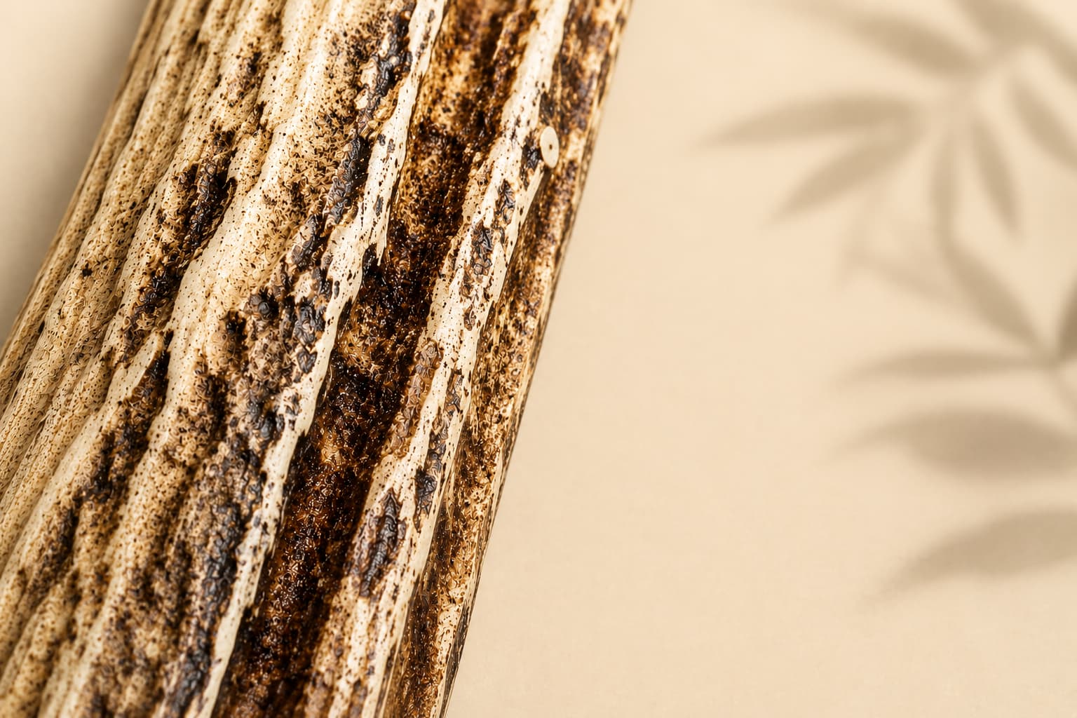 Close-up of a textured maui axis deer antler with a neutral background